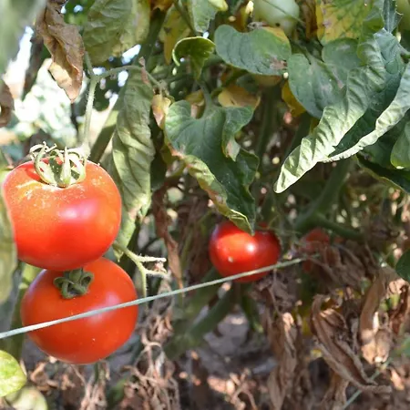 Апартаменты Casa Muraglia Studio/studio Under Castle