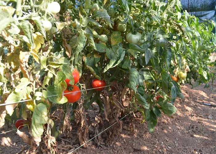 Casa Muraglia Studio/studio Under Castle *